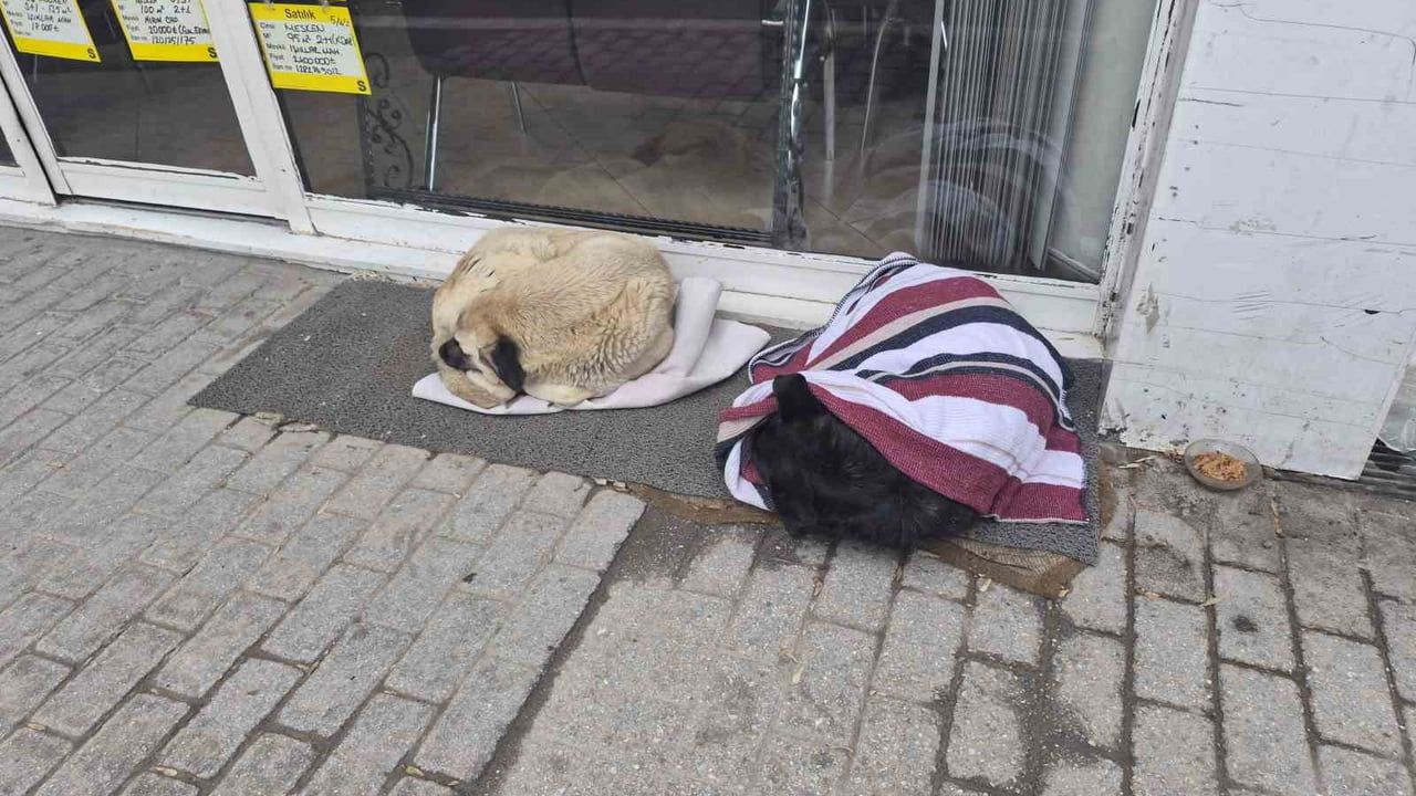 Eskişehir'de Duyarlı Bir Vatandaşın Sokak Köpeğine Yardımı