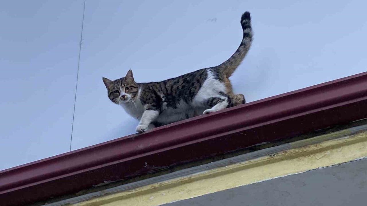 Eskişehir'deki Yaramaz Kedi Yeniden Çatıda