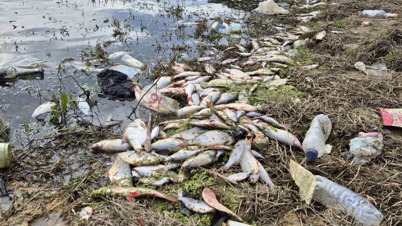 Eyüpsultan'da Yosun Patlaması: Balıkların Kitlesel Ölümü