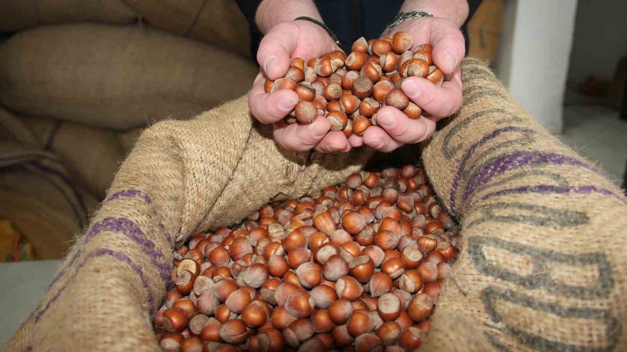 Fındık Fiyatlarında Durağan Seyir