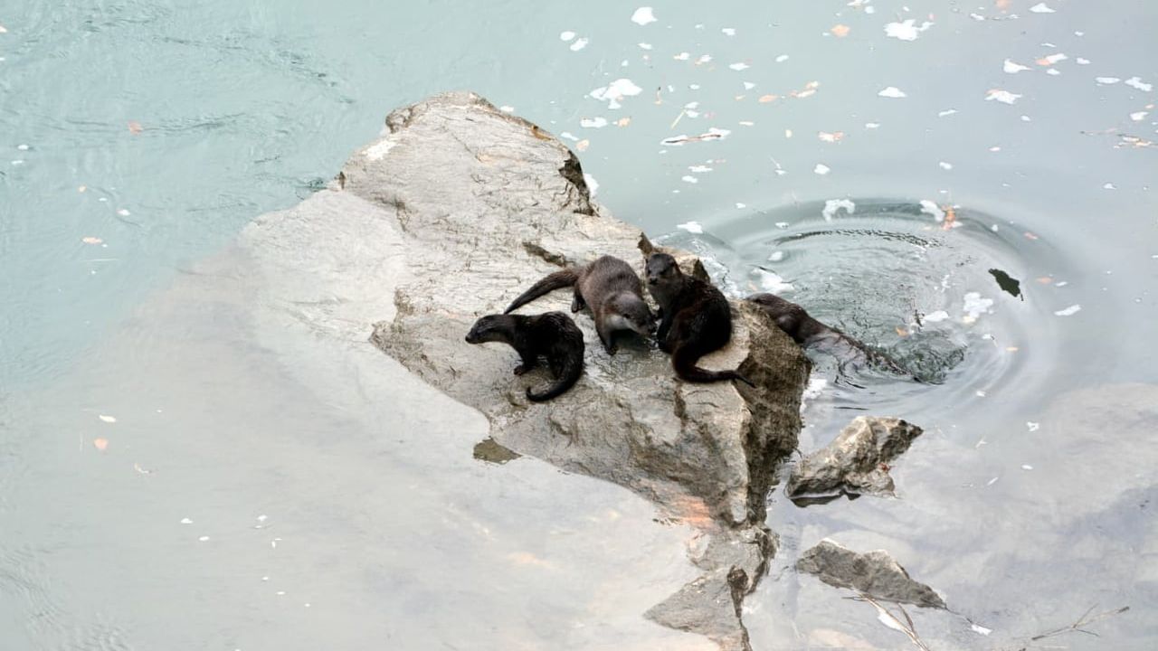 Fırat Nehri'nde Nadir Su Samurları Görüntülendi