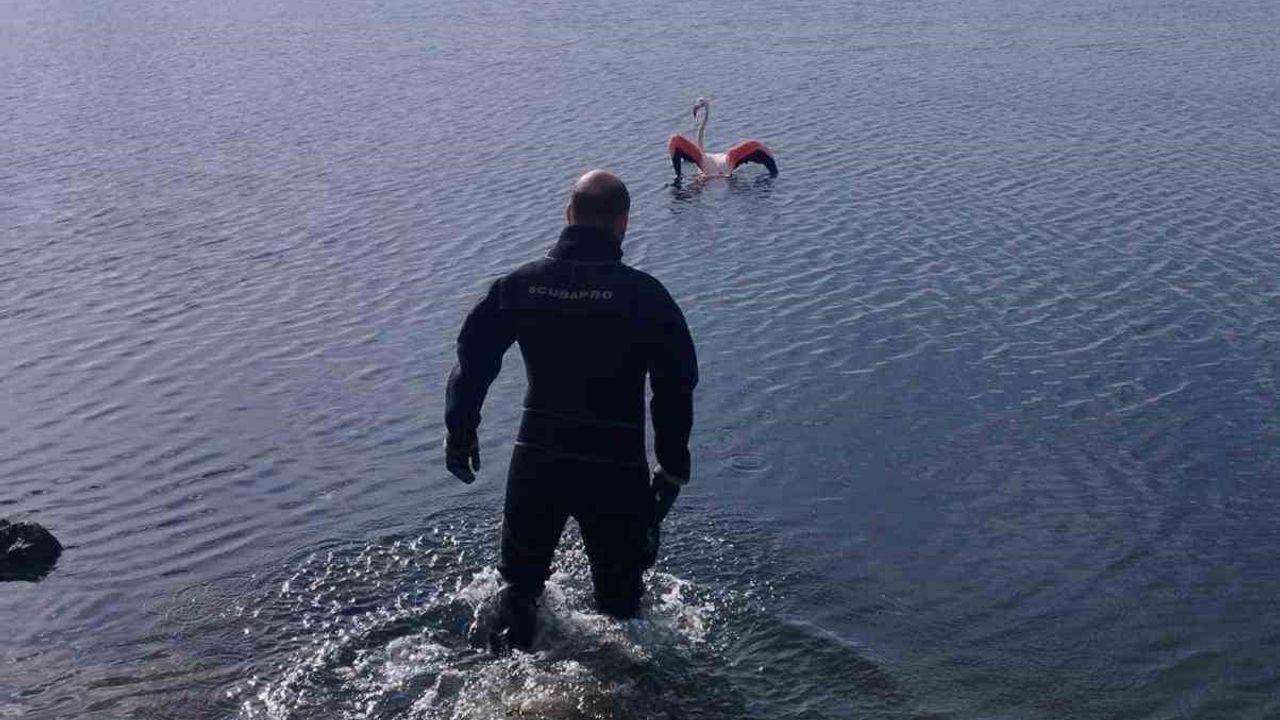 Flamingoya Hayat Veren Kahraman Kurtarma Operasyonu