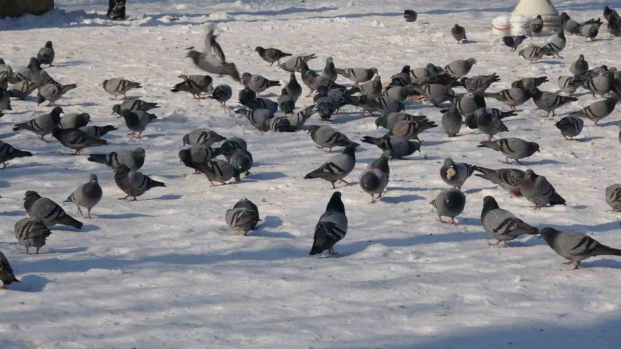 Gaziantep'te Kar Sonrası Güneşli Hava Keyfi