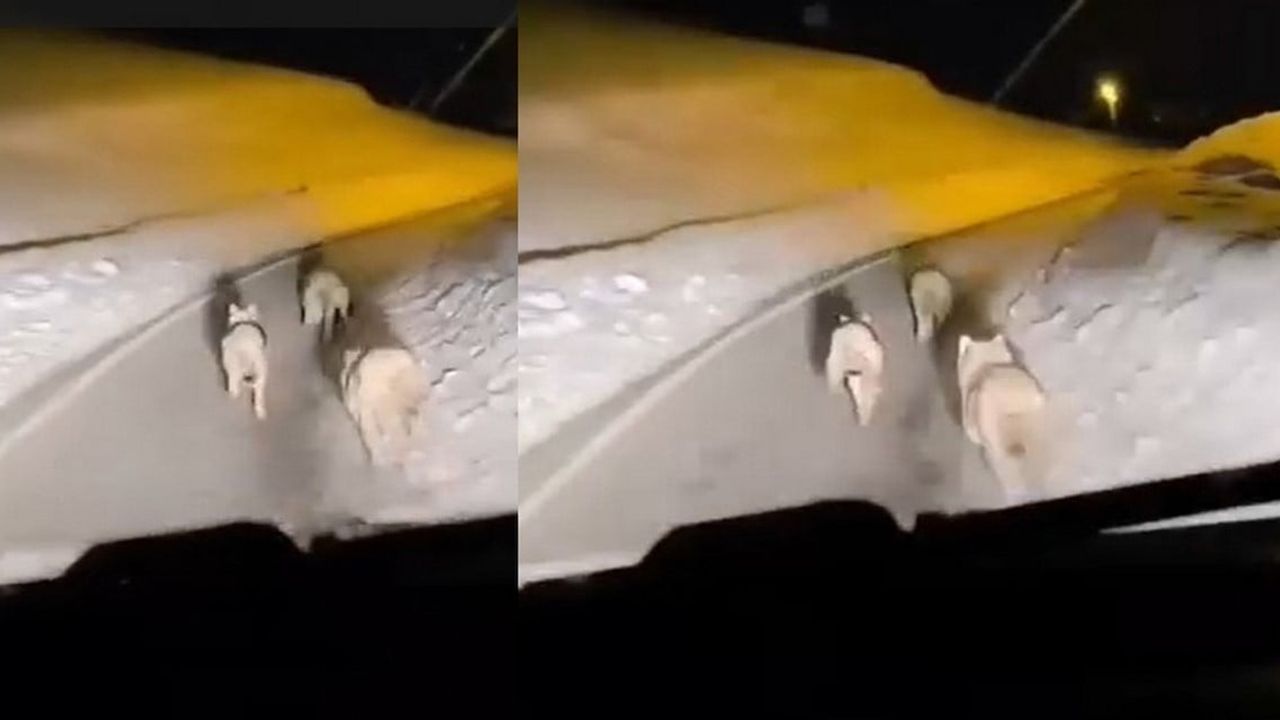 Geçitli Köyü'nde Kurt Sürüsü Görüntülendi