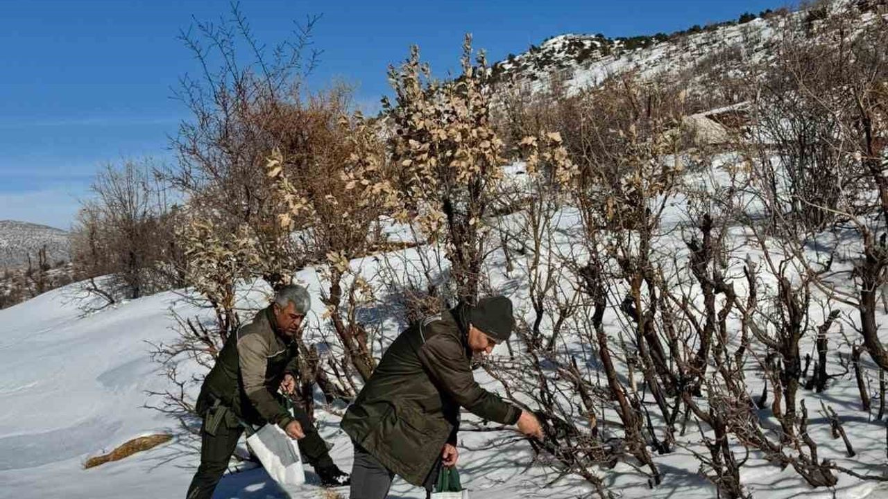 Gercüş Orman Ekibi Doğayı Unutmadı