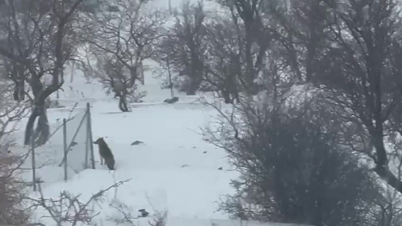 Gercüş'te Aç Kurtlar Şehir Merkezine İndi