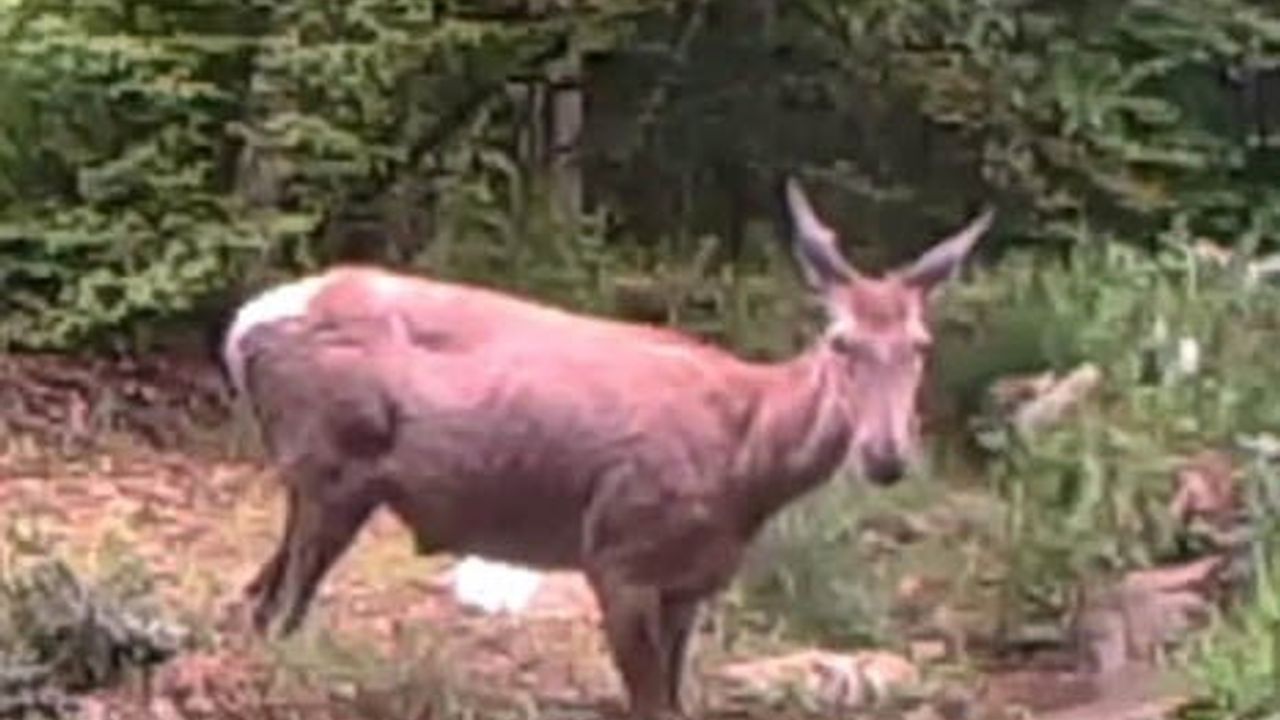 Geyiğin Su Keyfi: Doğada Yakalanan Anlar
