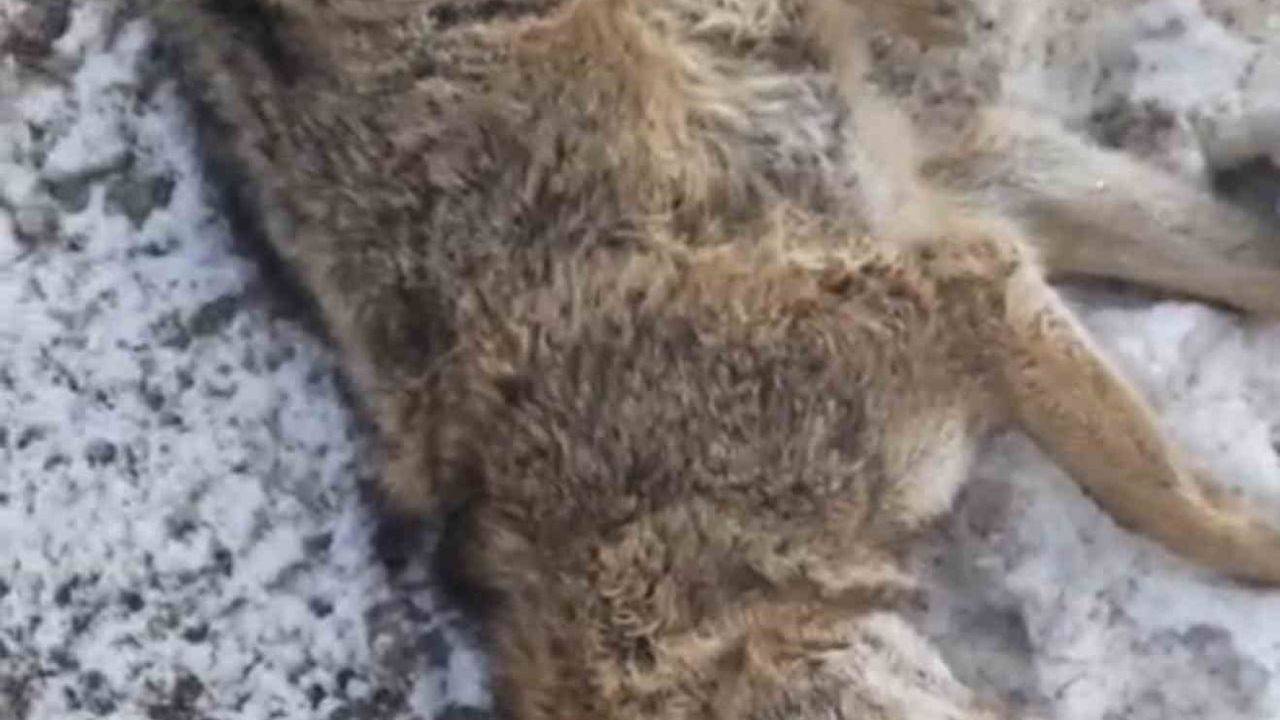 Gölbaşı'nda Aracın Çarptığı Kurt Hayatını Kaybetti