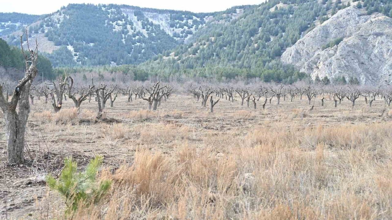 Gölcük Tabiat Parkı'nda Elma Bahçeleri Yeniden Canlanıyor