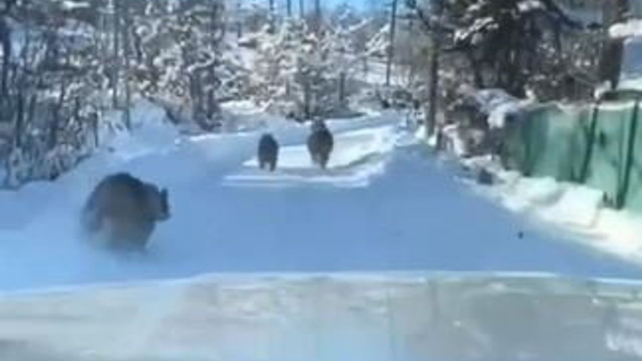 Gündüz Vakti Köy Yolunda Ayı ve Yavruları Görüntülendi