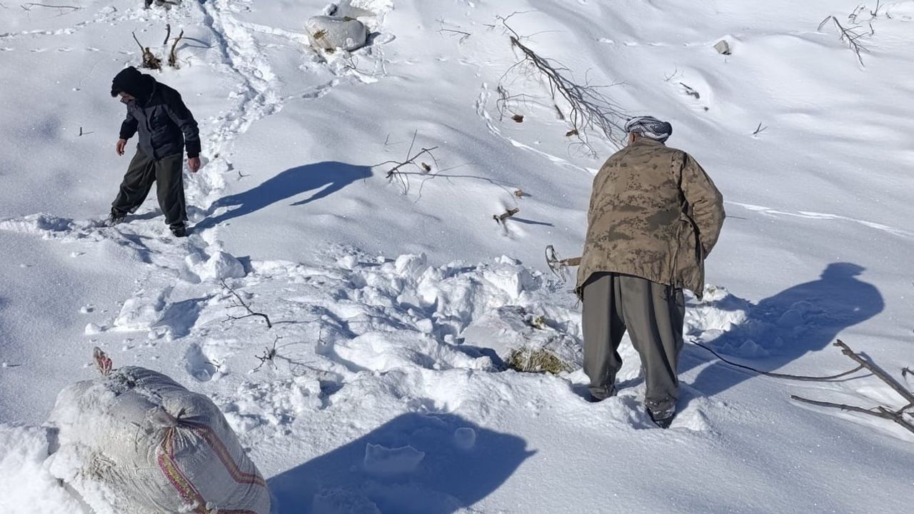 Hakkari'de Çığ Felaketi: Küçükbaş Hayvanlar Telef Oldu