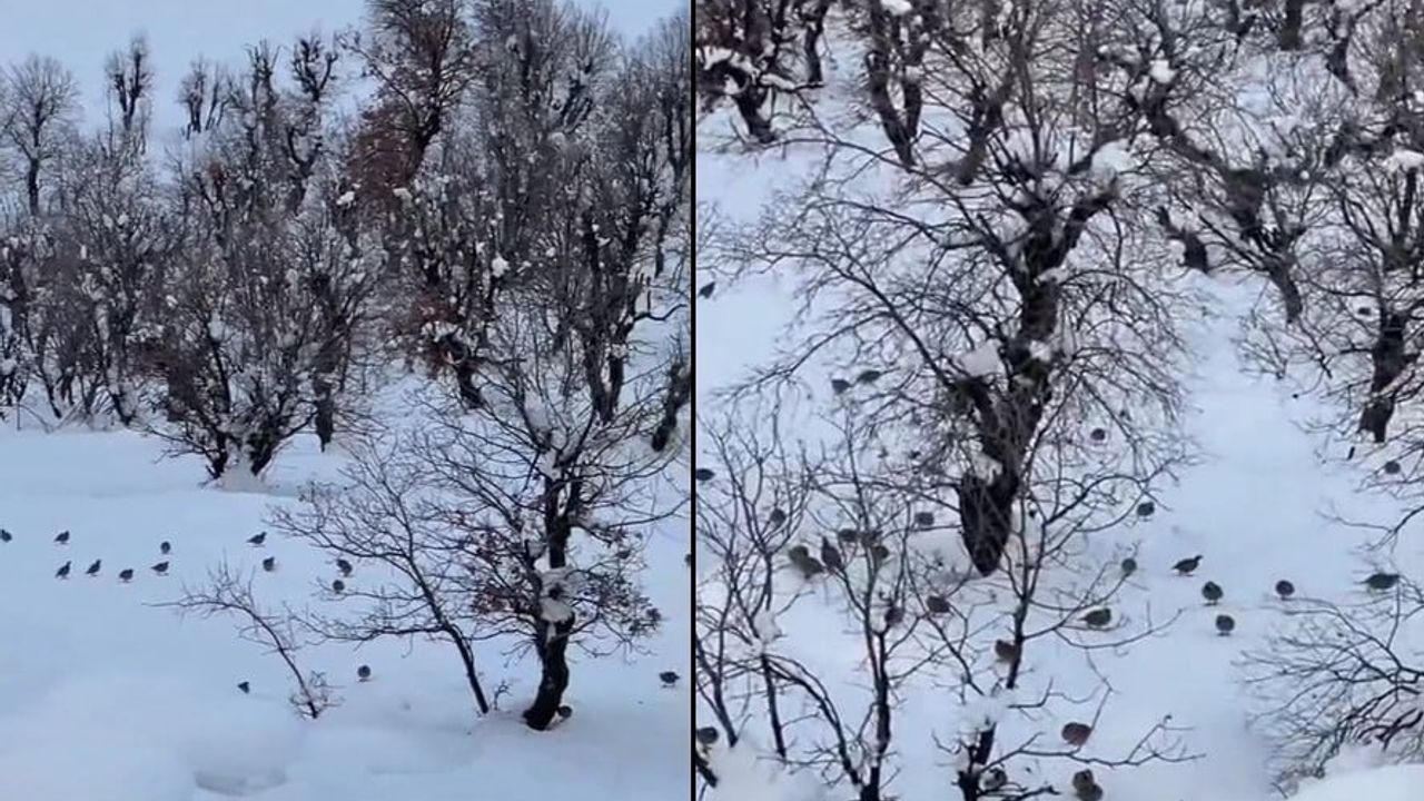 Hakkari'de Kar Yağışı Keklikleri Köylülere Yakınlaştırdı