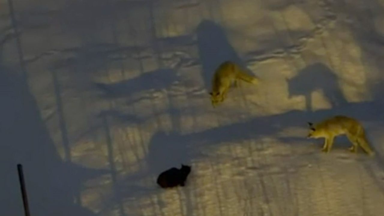 Hakkari'de Tilki ve Kedi Arasındaki Eşsiz Mücadele