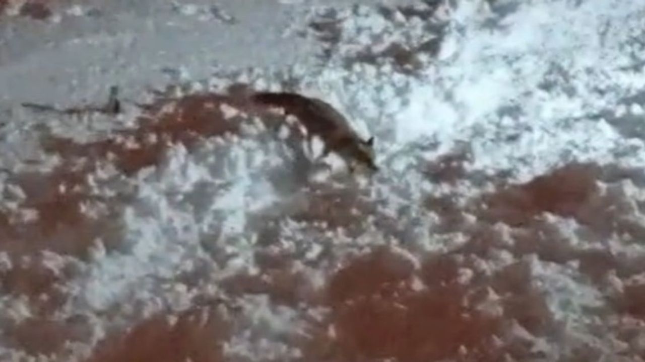 Hakkari'de Yiyecek Arayan Tilkiler