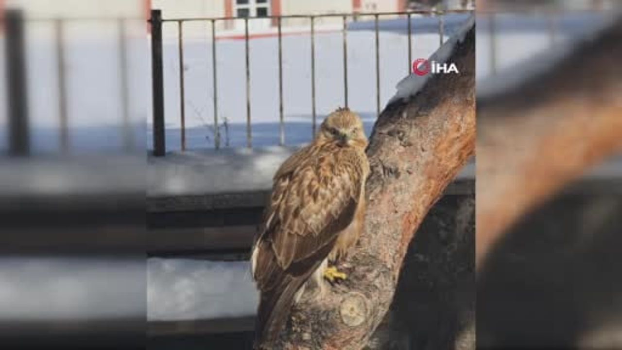 Hareketsiz Bulunan Kızıl Şahin DKMP Ekibine Teslim Edildi