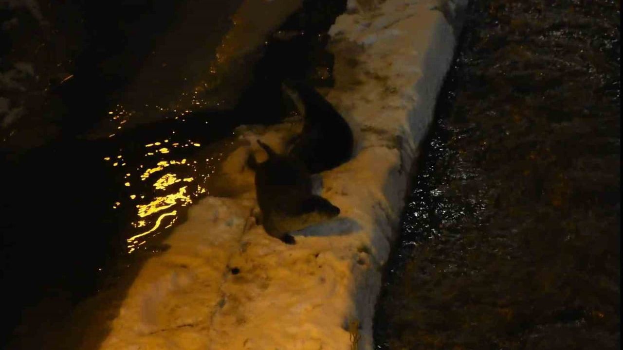 Harşit Çayı'nda Su Samurları Görüntülendi