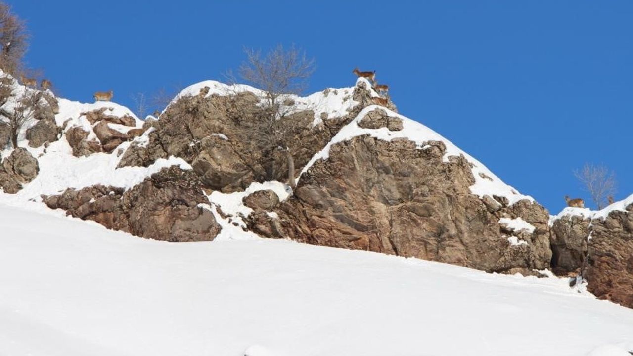 Havadan Görüntülenen Yaban Keçileri Adıyaman'da Kar Arıyor