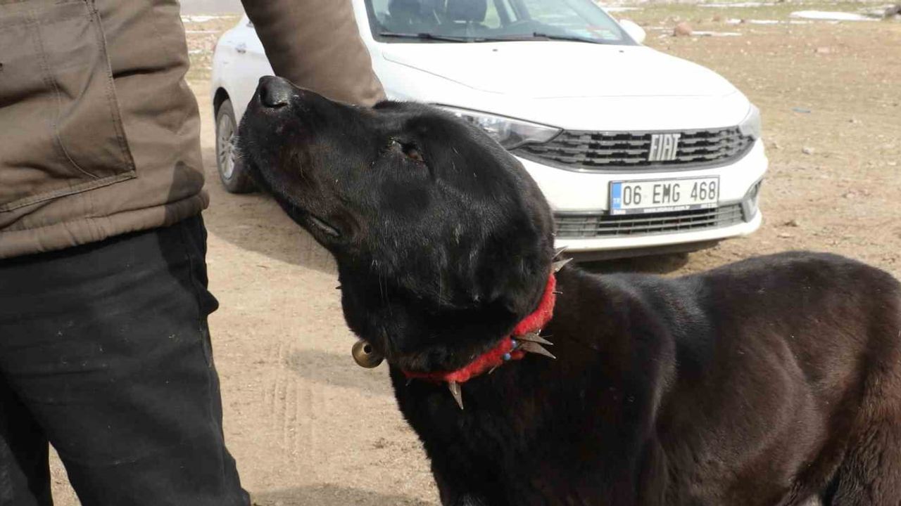 Haymana Karası: Ankara'nın Kahraman Çoban Köpekleri