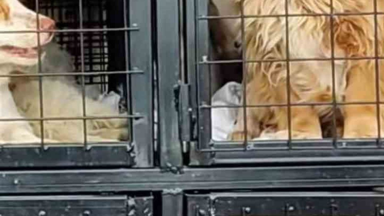 Hayvan Kaçakçılığı İddiası: Nevşehir Barınağından Gönderilen Köpekler