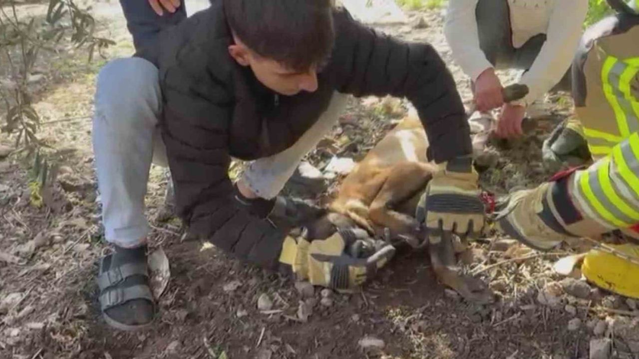 Hayvan Kurtarma Operasyonu: Zincire Sıkışan Köpeğe İtfaiye Müdahalesi