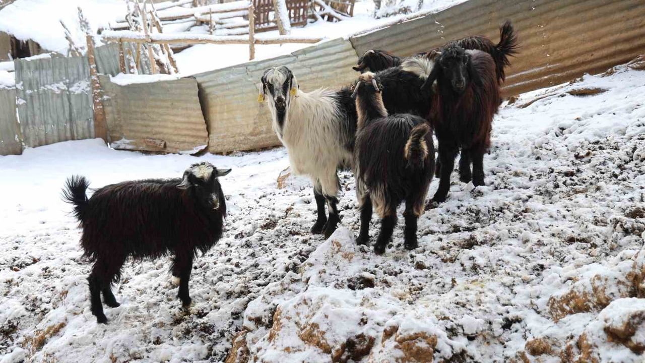 Hayvan Üreticilerinin Kurt Sorunu: Adana Feke'de Büyük Kayıplar