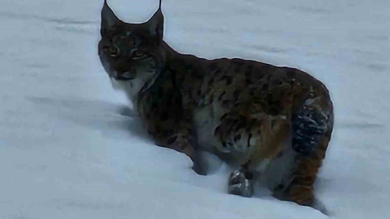 Hizan'da Nesli Tükenme Tehlikesi Altında Olan Vaşak Görüntülendi