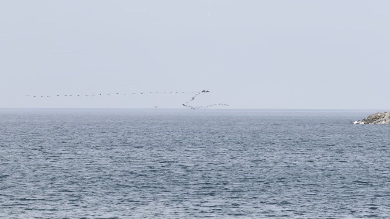 Hopa'da Senkronize Uçuş Gösteren Göçmen Kuşlar
