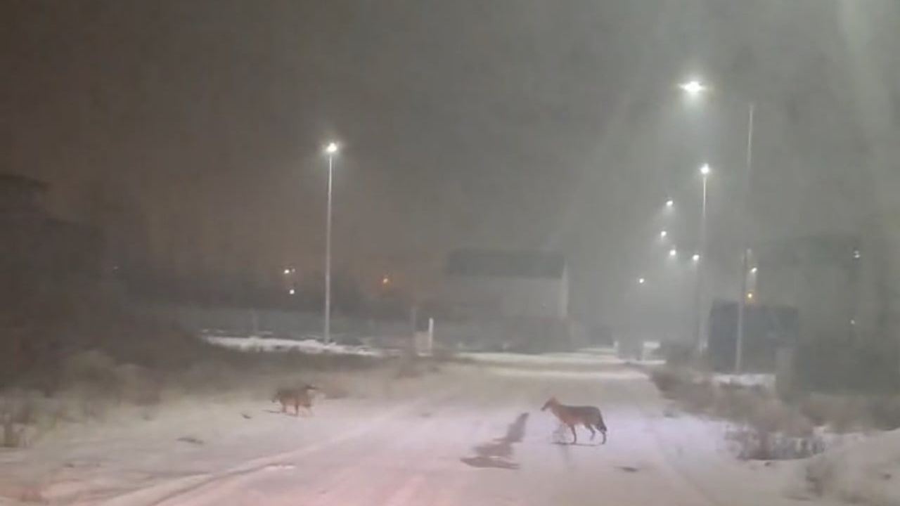 Iğdır'da Kurtlar Yerleşim Alanlarına Yaklaştı