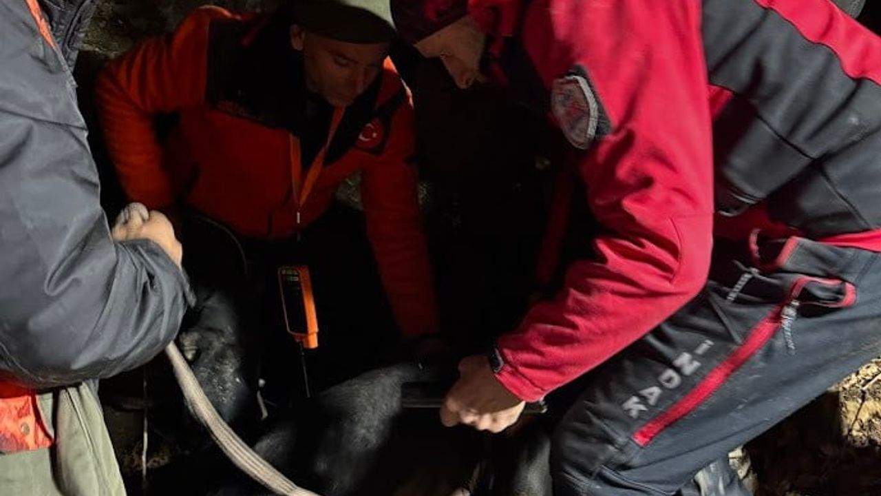 İNDAK ile Av Köpeklerinin Başarılı Kurtarılması