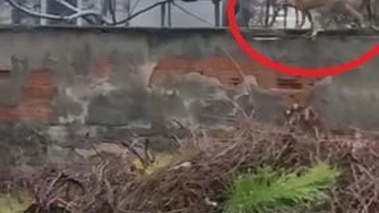 İnegöl’de Sokaklarda Gezen Tilki İlgi Olanakları Yarattı