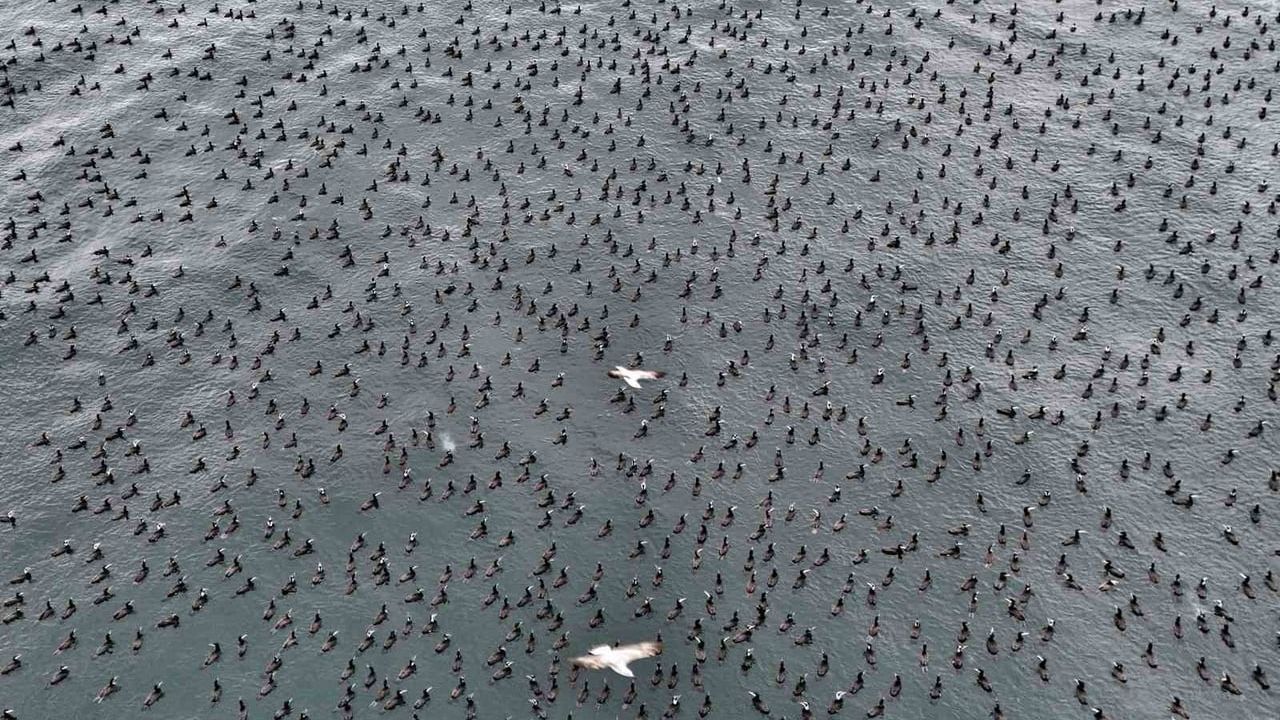İstanbul'da Soğuk Hava Kuşları Bir Araya Getirdi