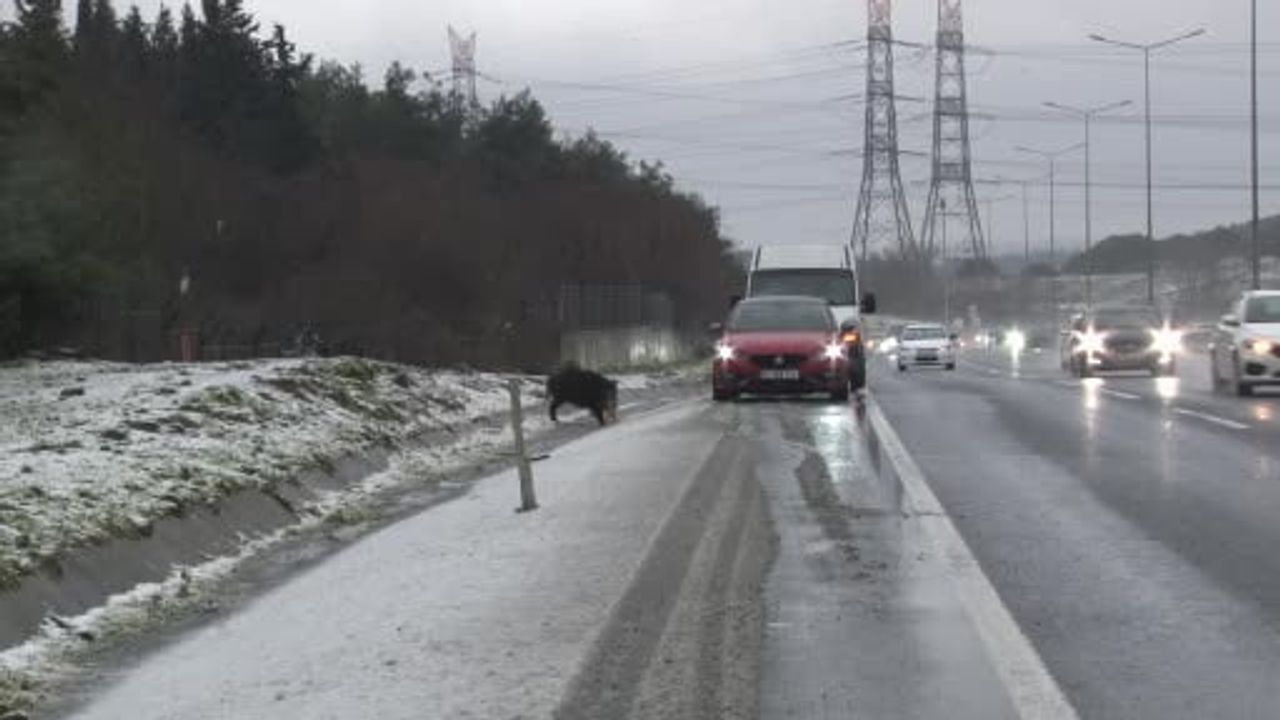 İstanbul'da Yaban Domuzu Yolu Aştı