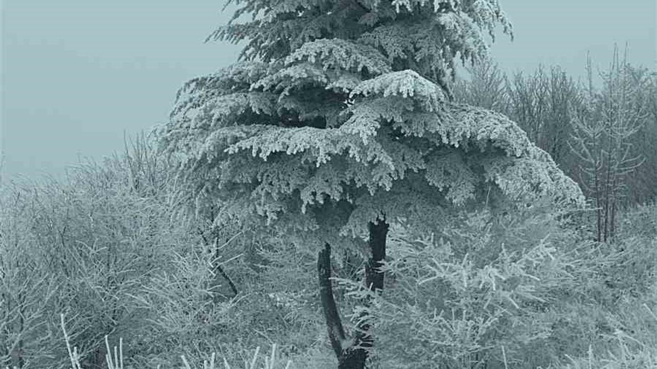 Istranca Ormanlarında Büyüleyici Kar Manzaraları