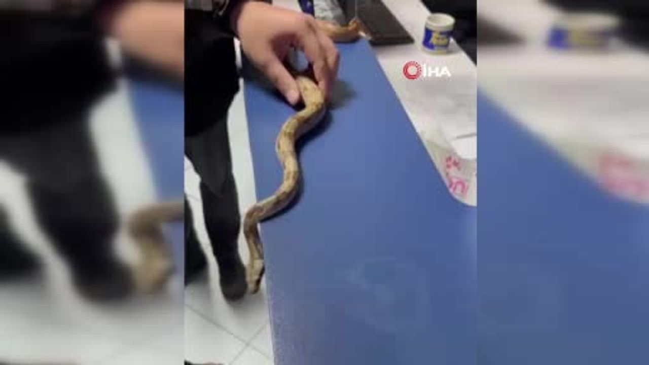 İzmir'de Elinde Yılanla Dolaşan Şahsa Ceza