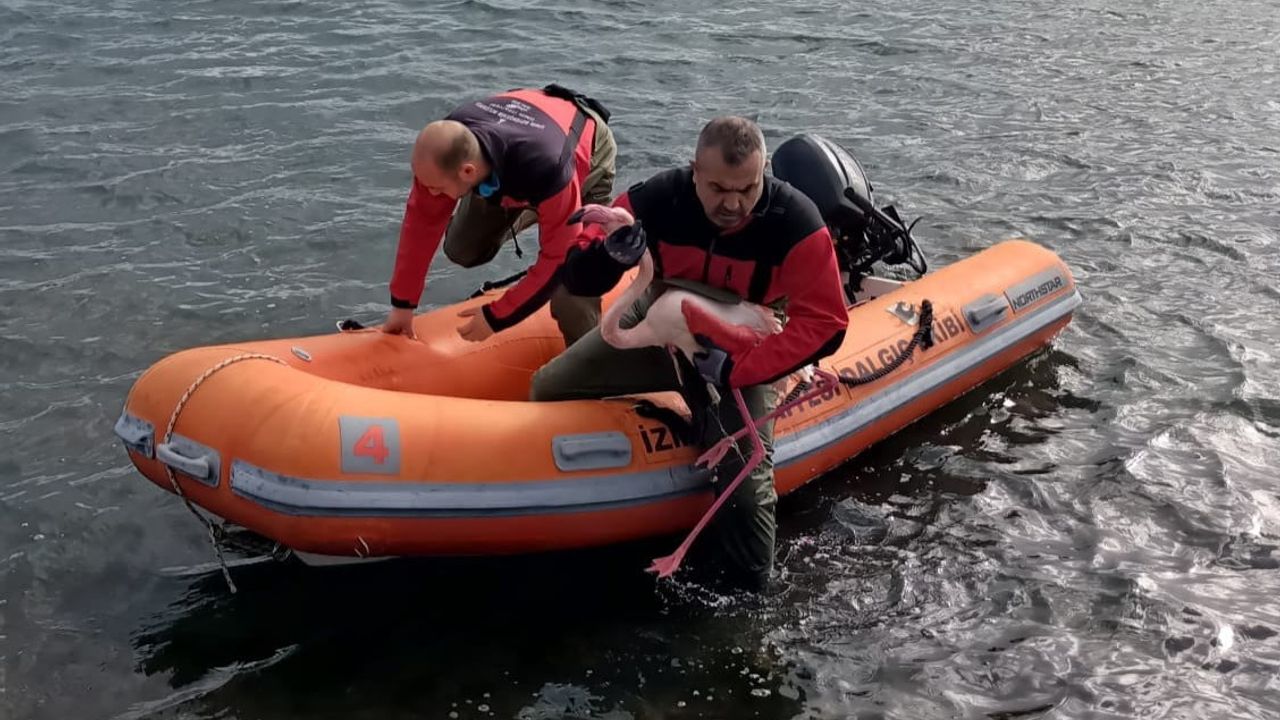 İzmir'de Flamingo Kurtarma Operasyonu