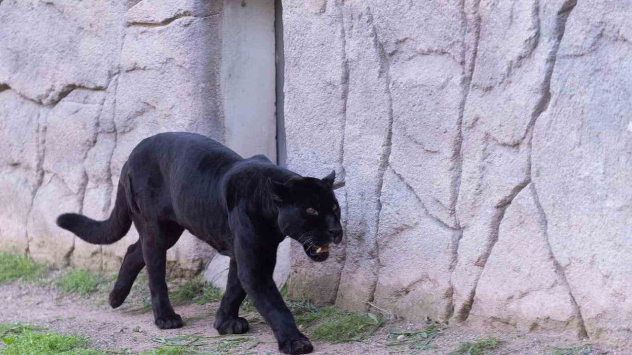 İzmir Doğal Yaşam Parkı’nda Jaguar Juliet Hayatını Kaybetti