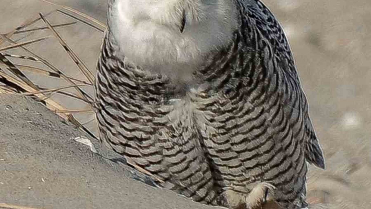 İzmirli Fotoğrafçı Erhan Barış Şimşek'in Kar Baykuşu Başarısı