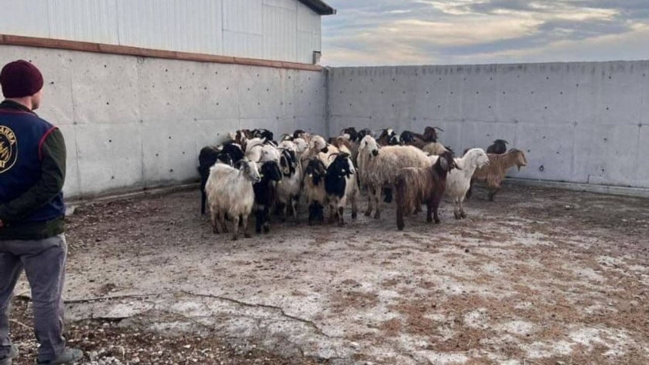 Jandarma Çalınan Koyunları Buldu