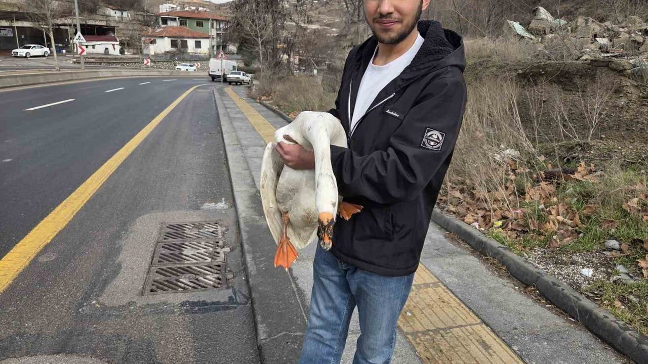 Kaçak Kaz Trafiği Altüst Etti