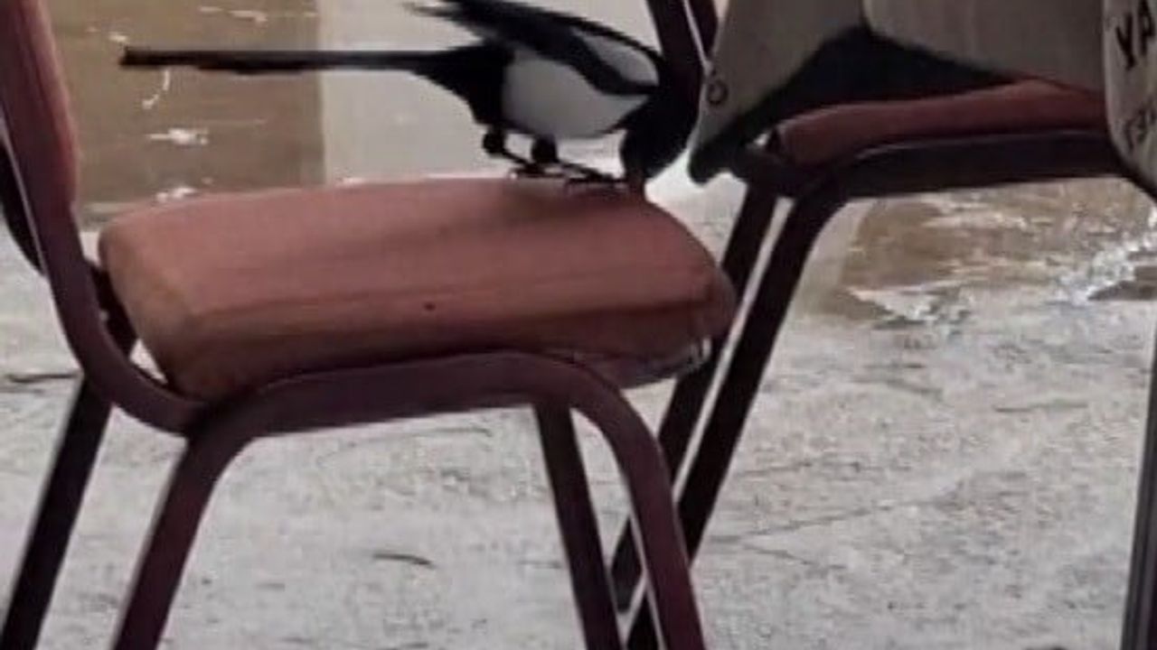 Kahvede Saksağanın Zeka Dolu Gösterisi