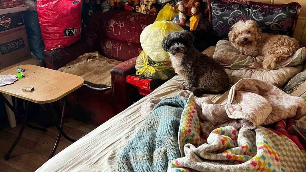 Kandıra'da Hayvan Kurtarma Operasyonu