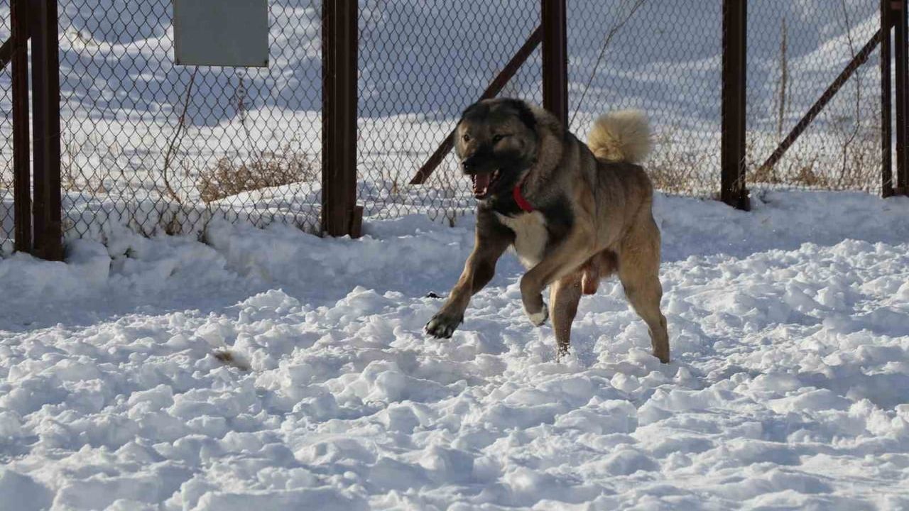Kangal Köpekleri Karla Yeniden Canlanıyor