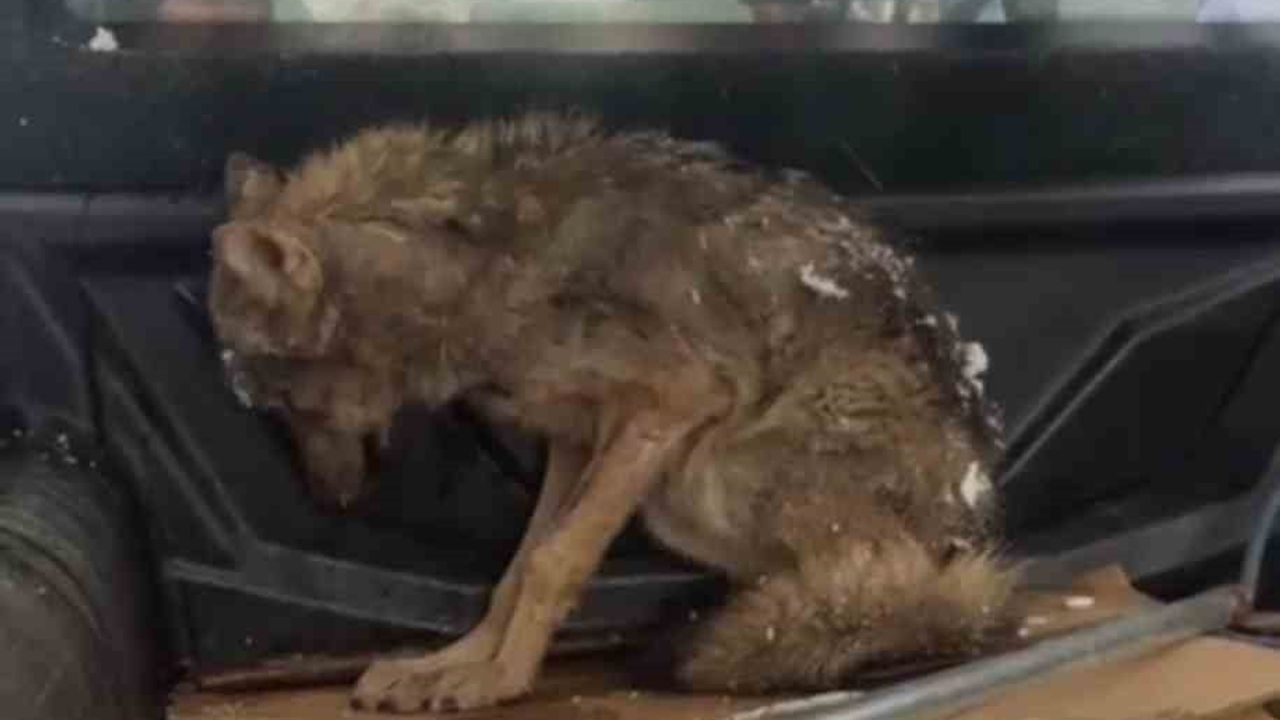 Kar nedeniyle aç kalan kurt köpek barınağına sığındı