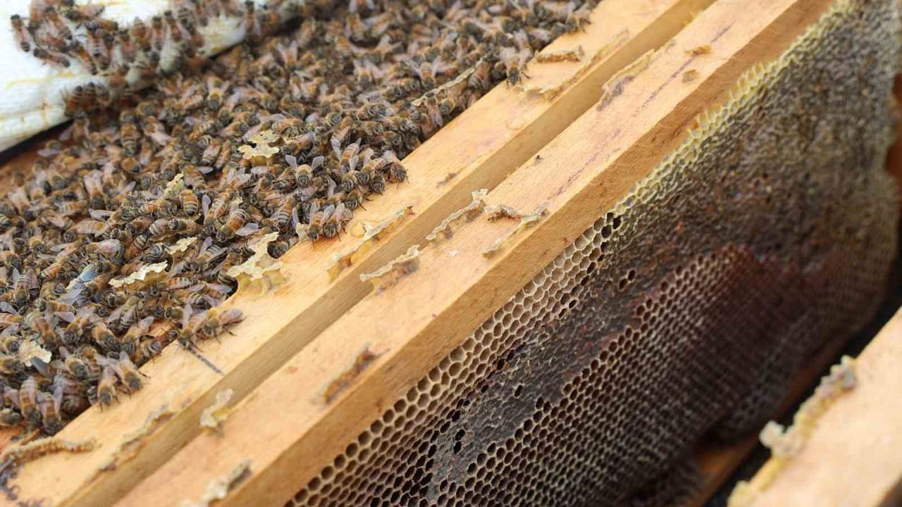 Kar Yağışı Arıcıları Sevindiriyor