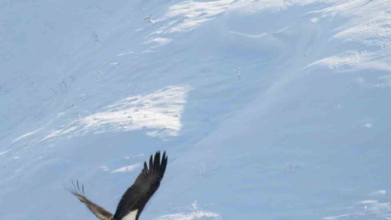 Kara Leyleklerin Göç Hikayesi: Elazığ'da Görüntülendiler