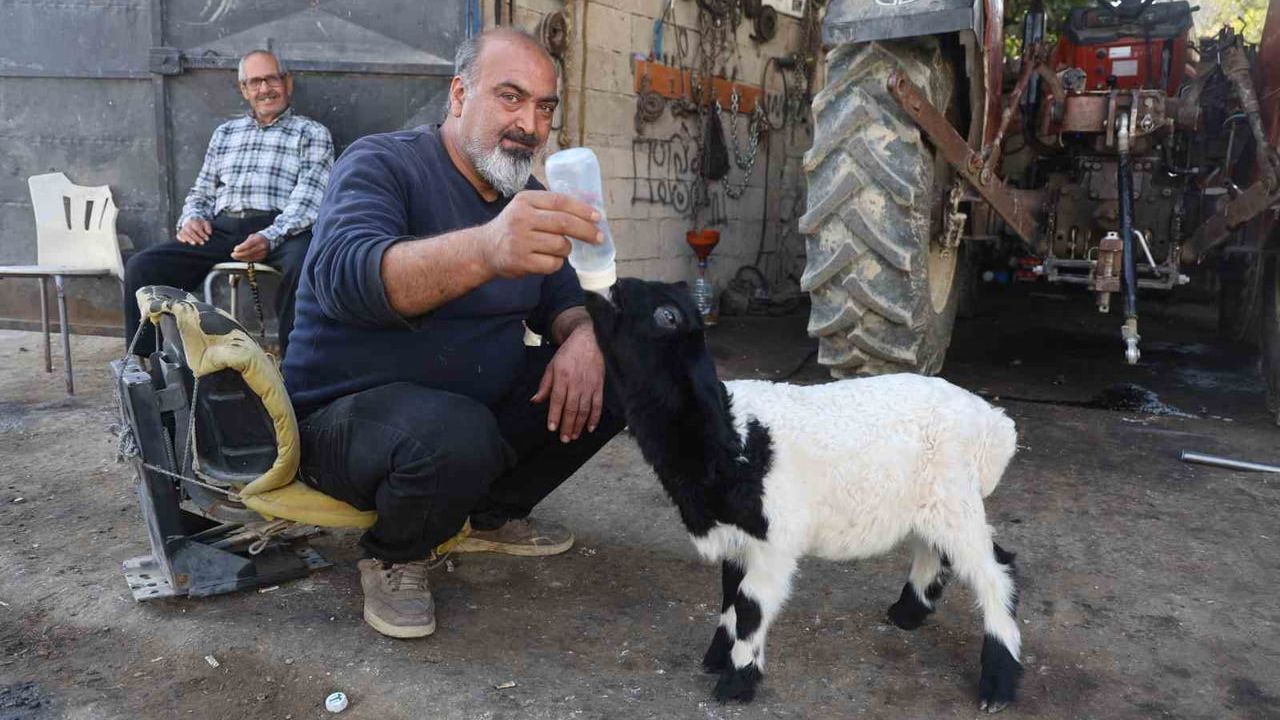 Karabaş: Aile İle Büyüyen Bir Kuzu