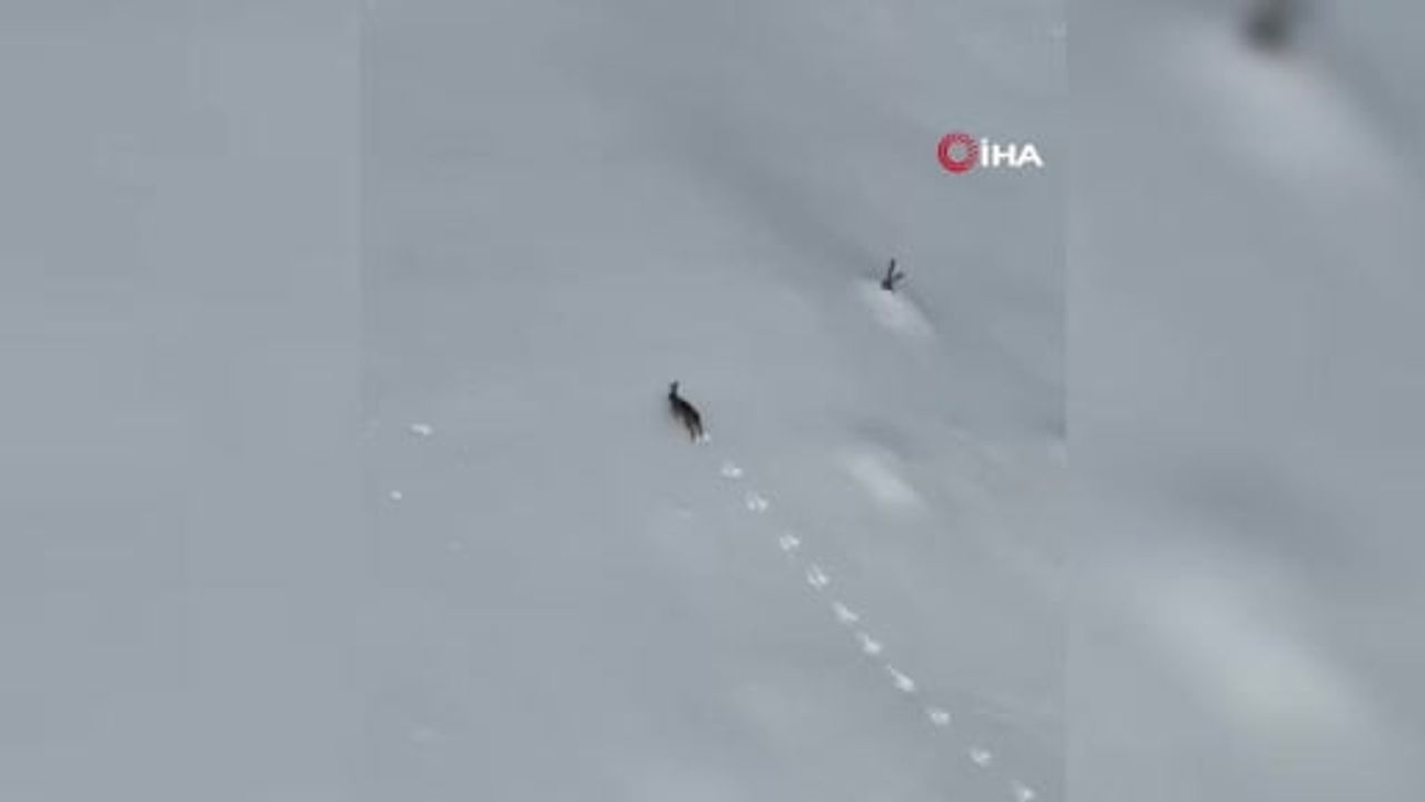 Karabük'te Yaban Tavşanı Kar Üzerinde Koştu