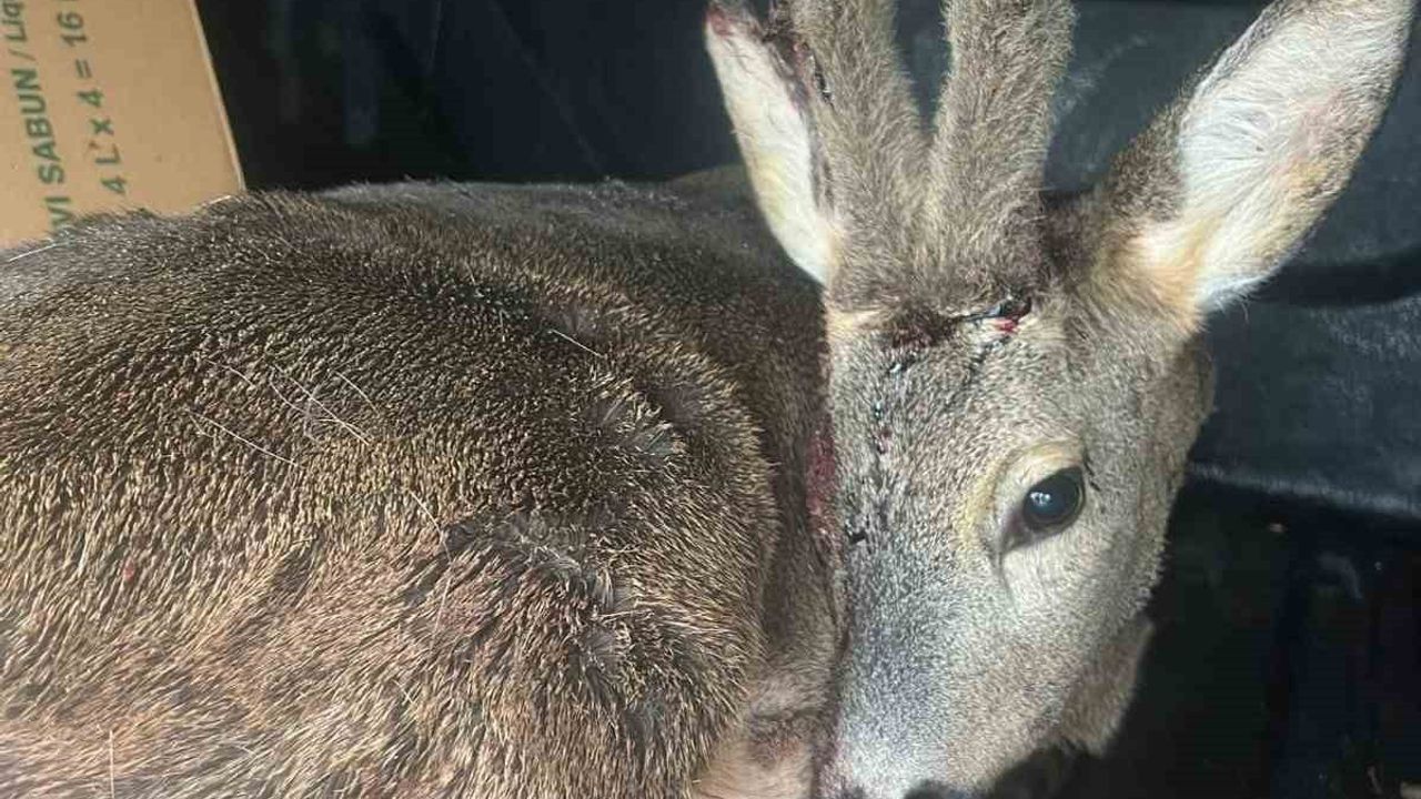 Karabük'te Yaralı Karaca Ameliyat Edildi