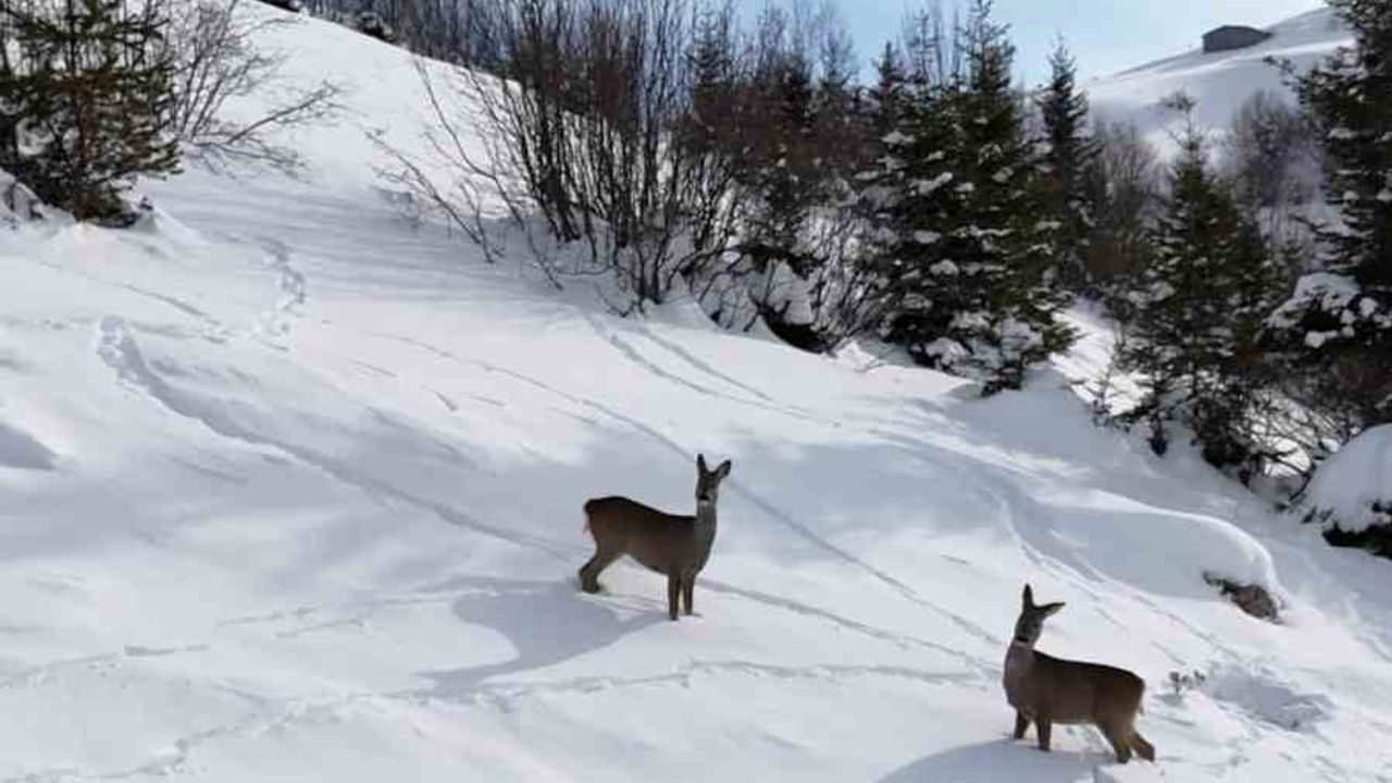 Karacalar Kulakkaya Yaylası'nda Yiyecek Aradı