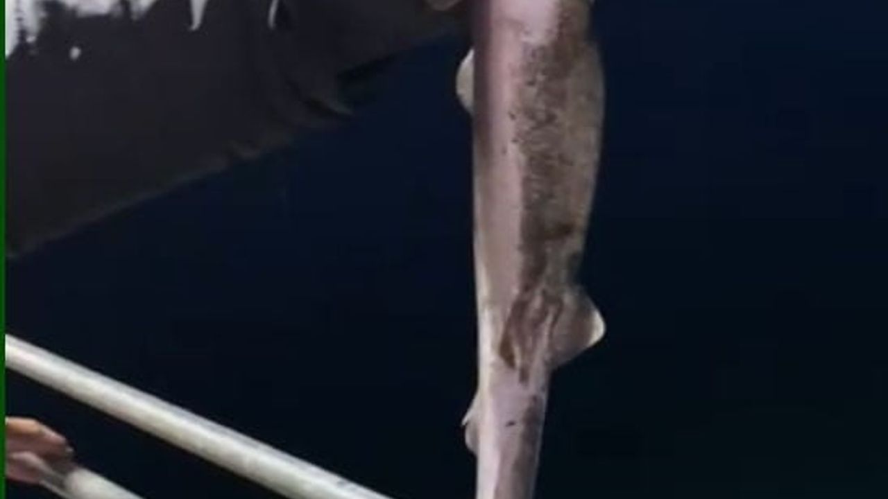 Karadeniz'de Camgöz Köpekbalıkları Oltalara Takılmaya Başladı